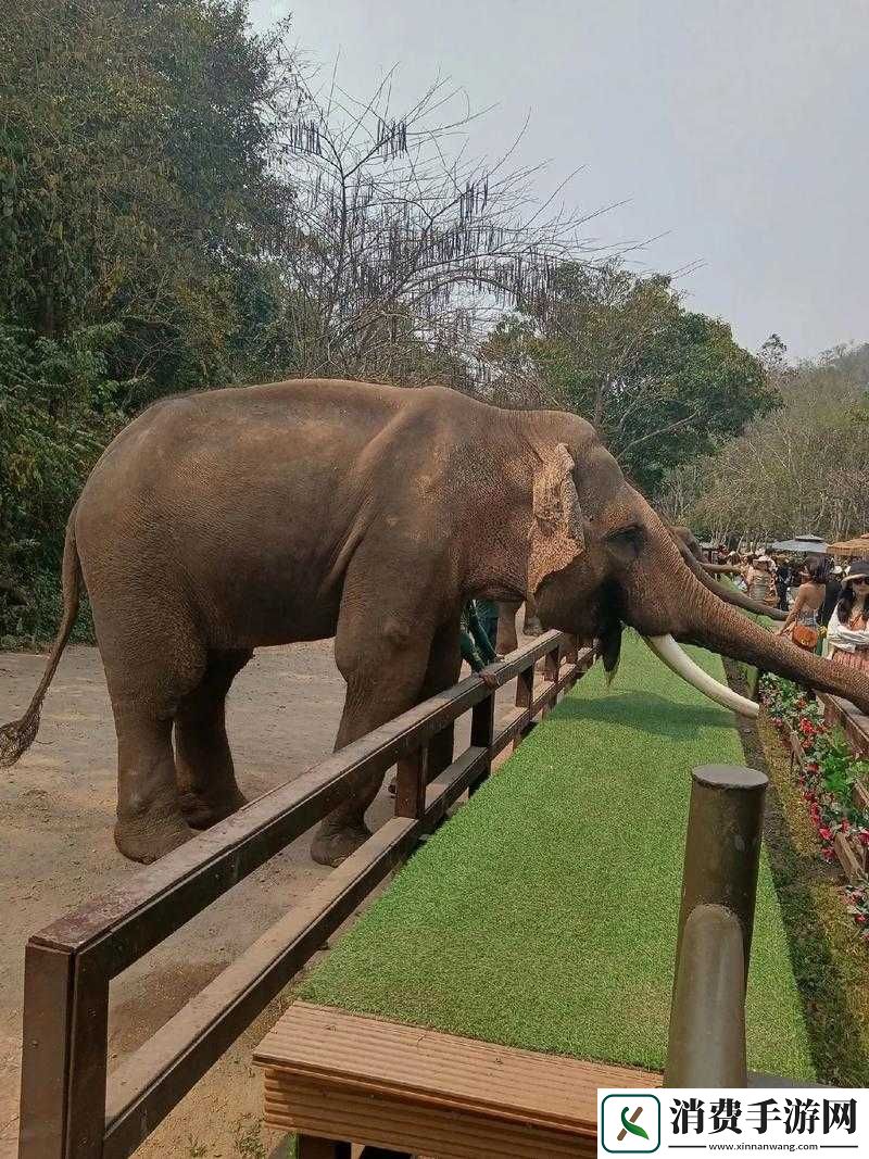 成品