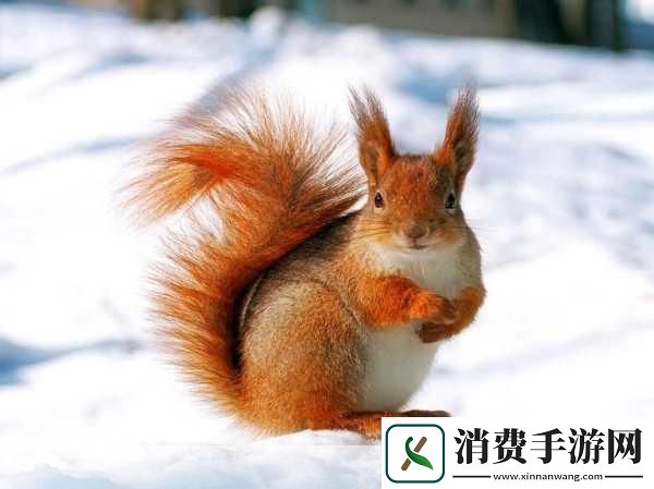 AAAA级毛皮最火的一句透露了中文社区开放信息