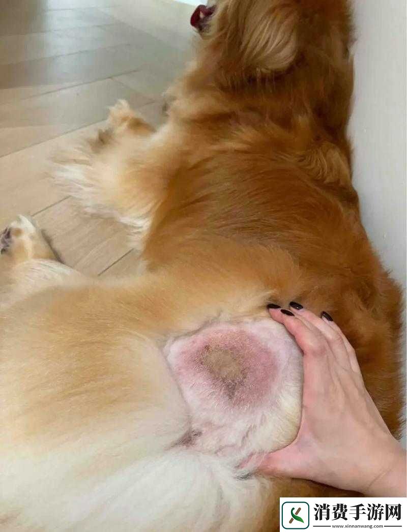 人狗胶配方大全