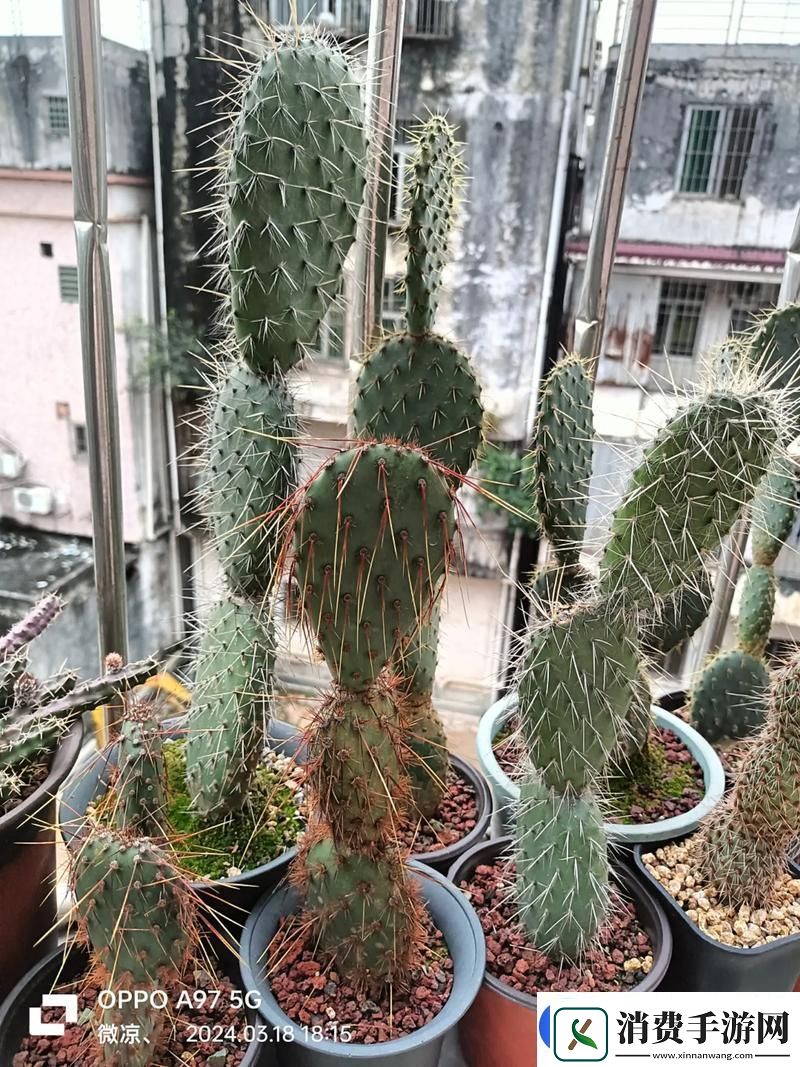 仙人掌嘿呦嘿呦APP站提供快速更新链接是你的最佳选择