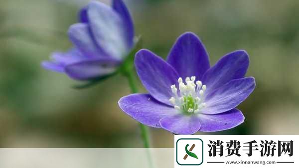 花卉防御