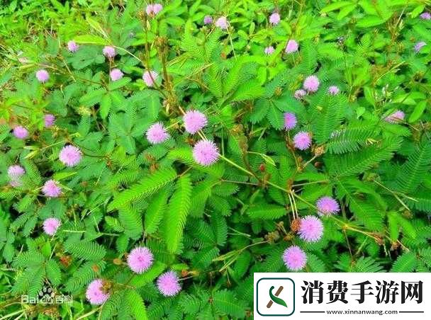含羞草般羞涩却又带有**意味的奇妙情境探讨