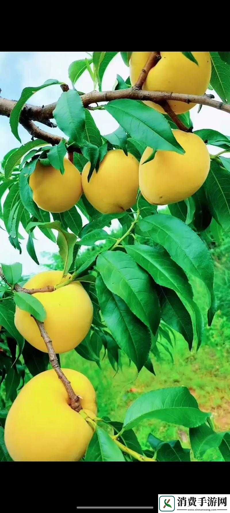 国产一产二产三精华水果派频道人气爆满