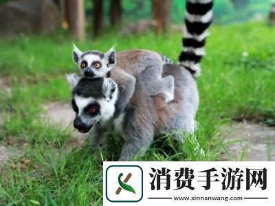 动物王者——狐猴乔伊的独门绝技