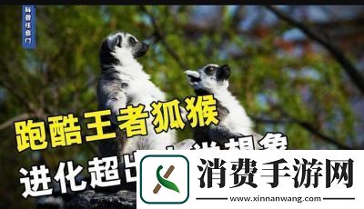 动物王者——狐猴乔伊的独门绝技