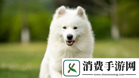 小它宠物社交平台下载