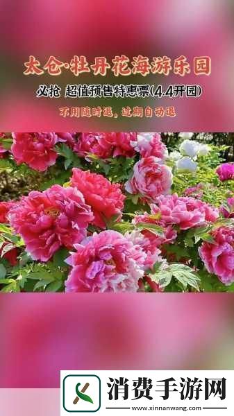 共道牡丹时相随买花去