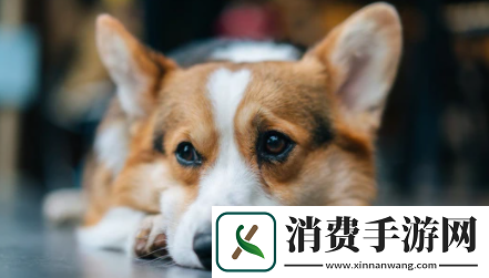 小它宠物社交平台下载