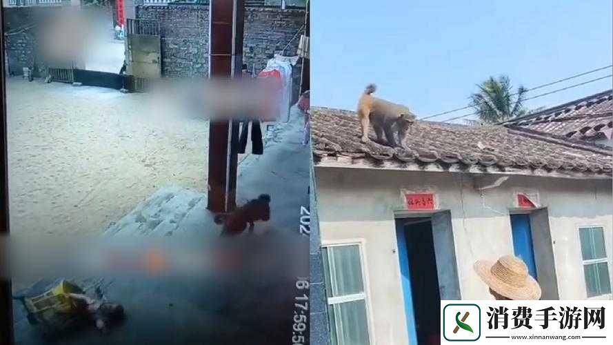 二人生猴子全程无被子