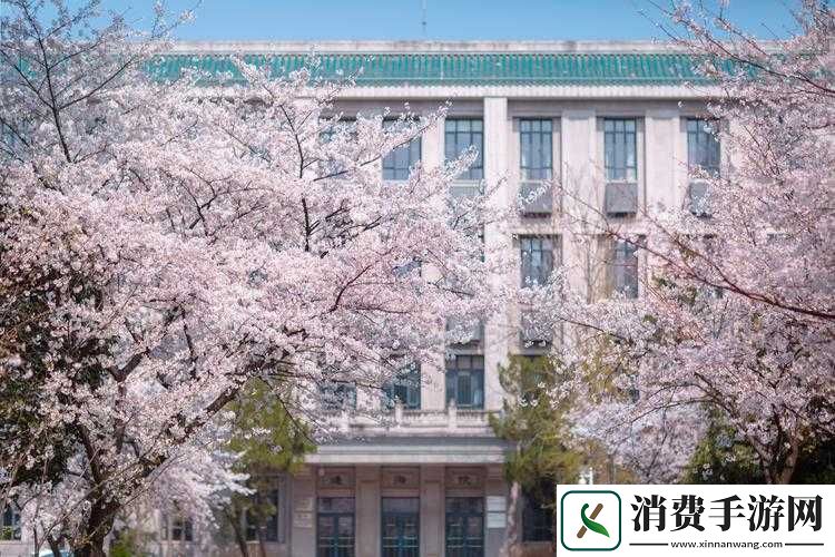 樱花站——带你领略樱花之美与独特魅力