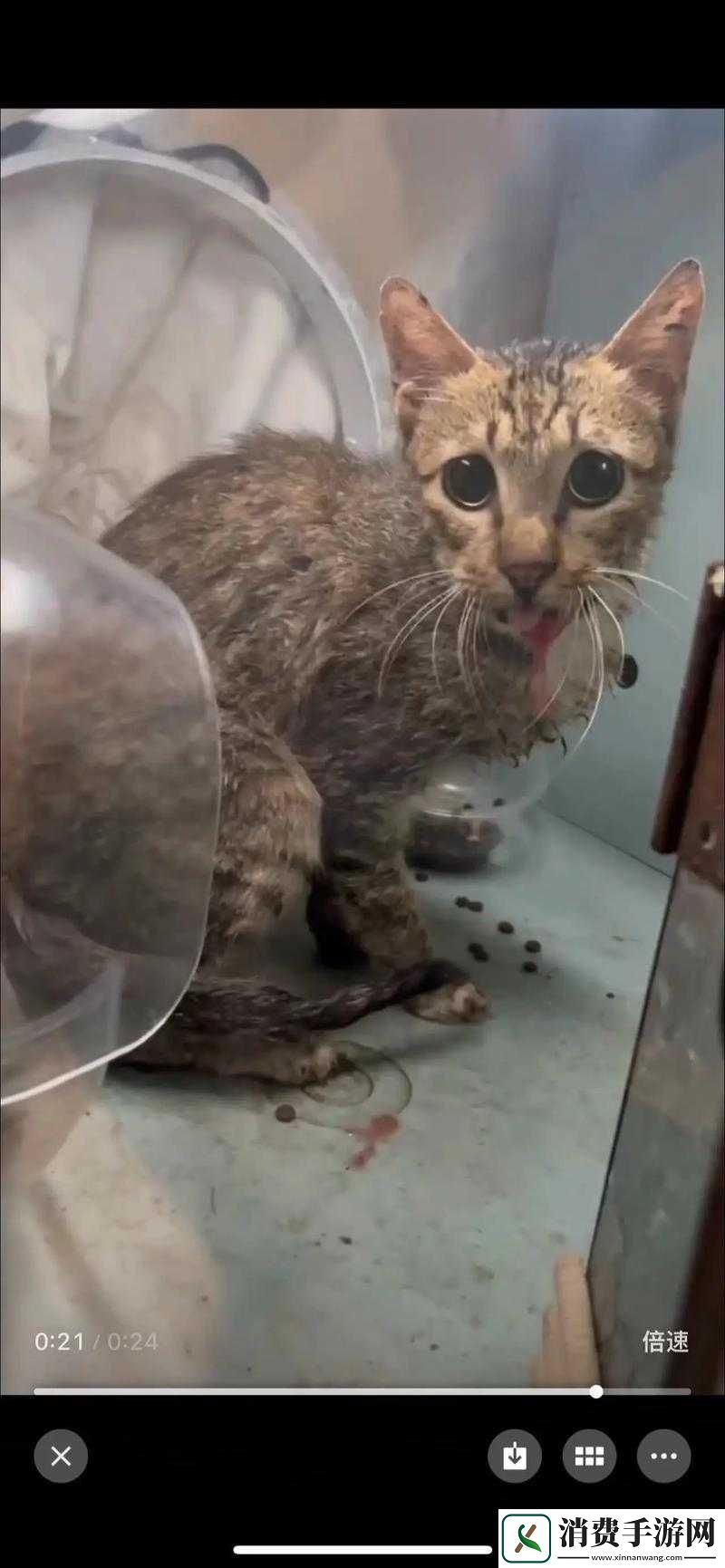 宝贝这才几天怎么就湿透得这般厉害呢