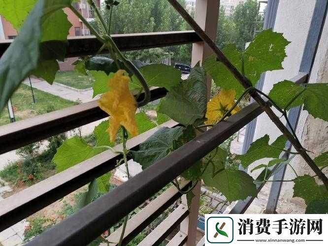 丝瓜草莓向日葵