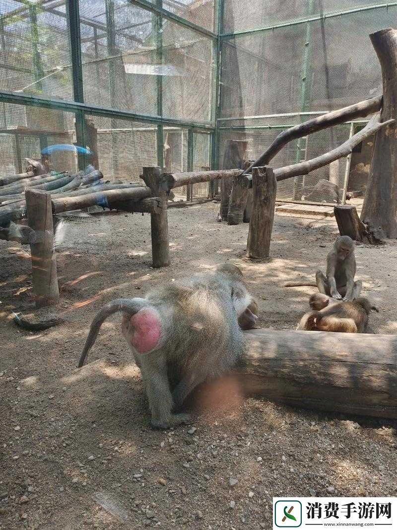 二人生猴子全程不盖被子图片大全