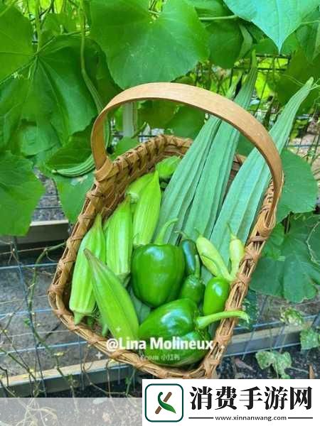 秋葵丝瓜茄子草莓榴莲樱桃