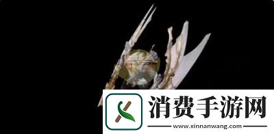 鸣潮珂莱塔武器搭配推荐