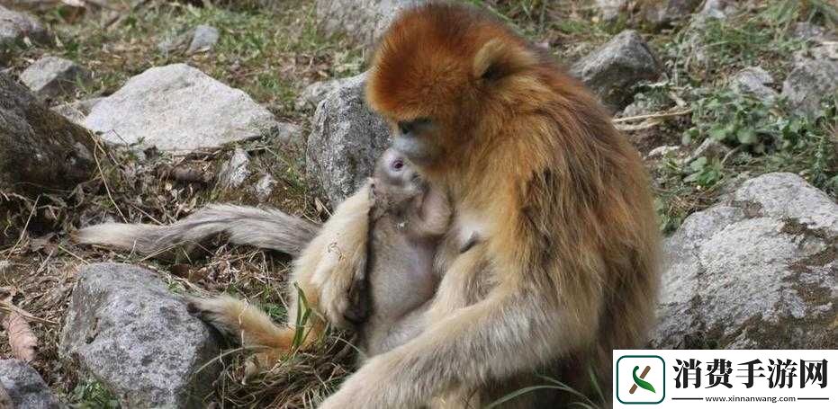 两人生猴子软件