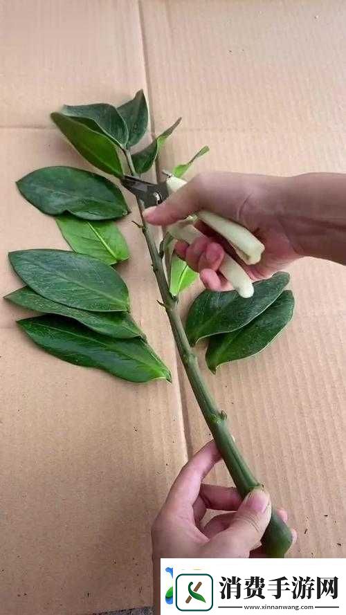 扦插BB有什么好处