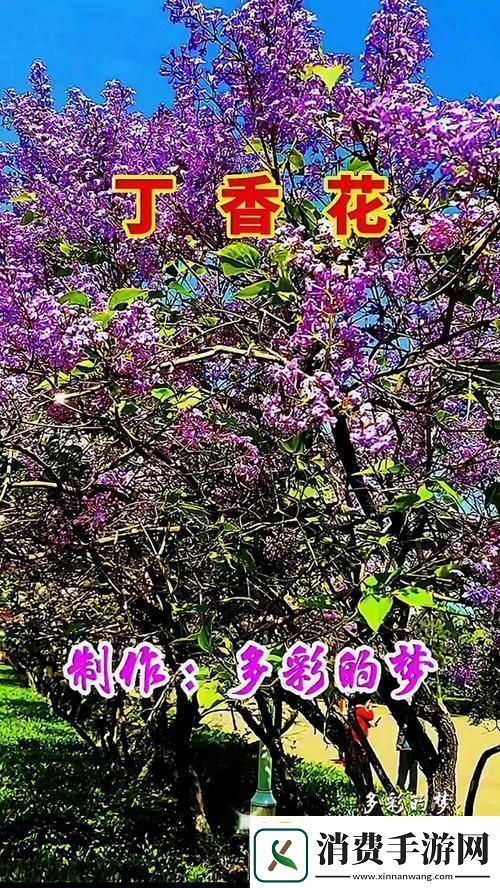 内容丰富丁香花完整视频在线观看友