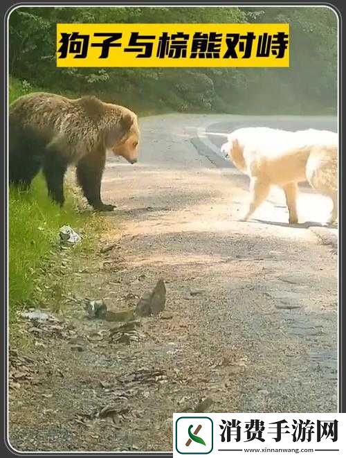 揭秘功夫宠物系列