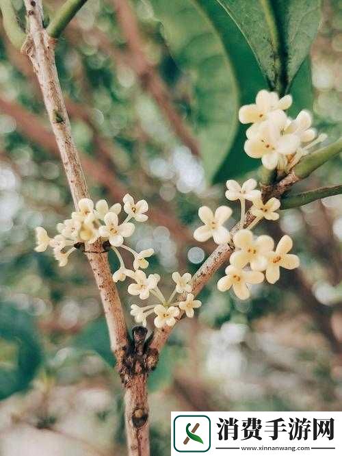 杨大壮和田桂花的第二十九