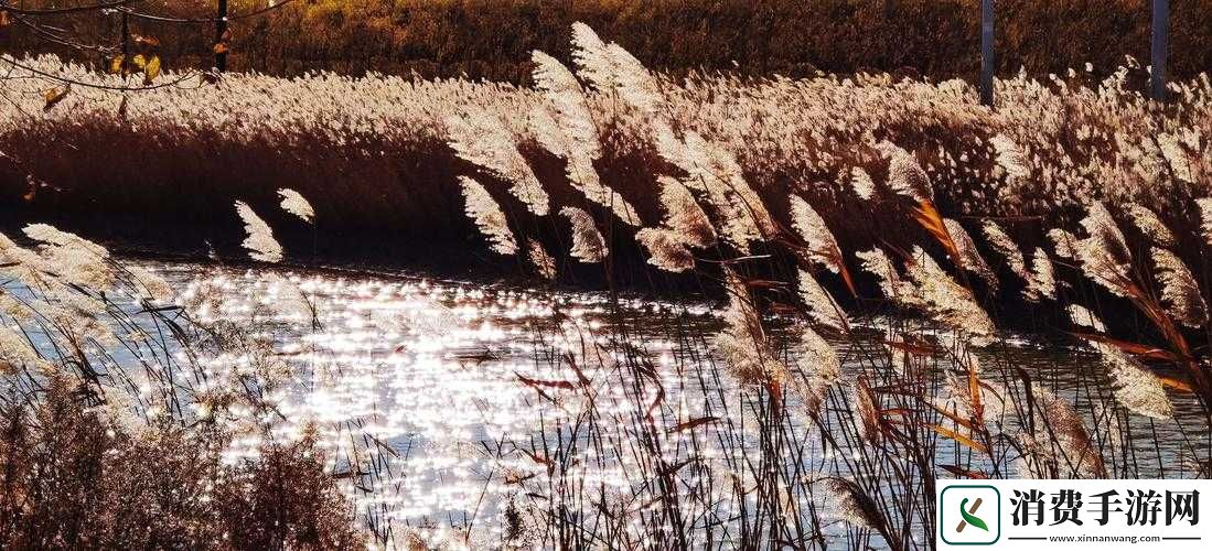 老狼老狼芦苇芭蕉