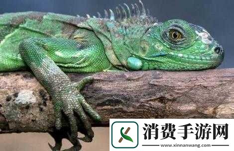 揭秘功夫宠物激光变色龙的独特合成方法