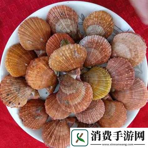 这是我的小扇贝好看吗