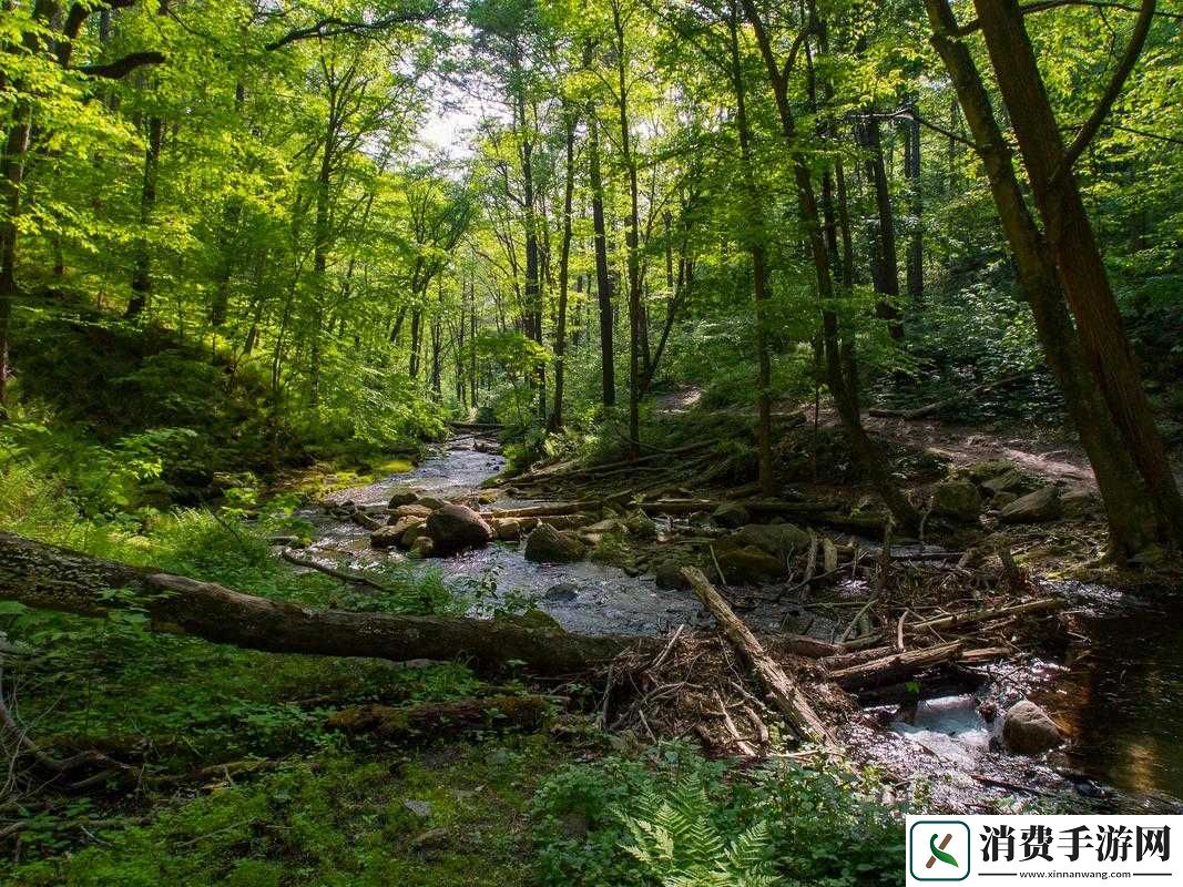 用双腿感受森林的奇妙