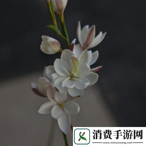 女子半夜莲花开是不是刚做过