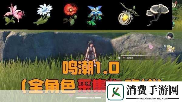 鸣潮珍珠草采集全攻略