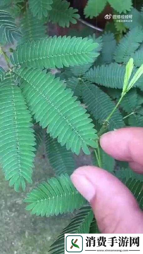 含羞草高清视频