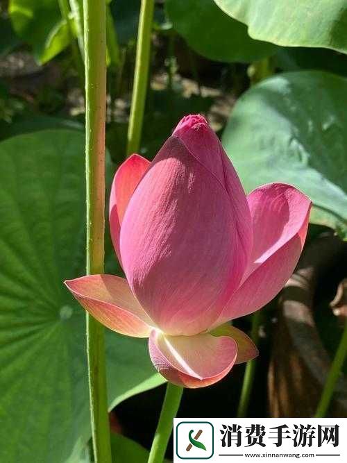 女人千层莲花激活后究竟会呈现何种模样呢