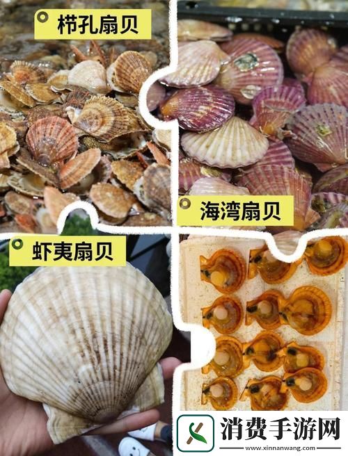 小东西你的扇贝都拉丝了是什么歌