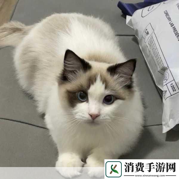 布偶动物的餐厅