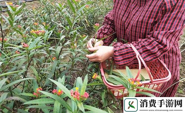 麻豆竹菊观看视频注意事项