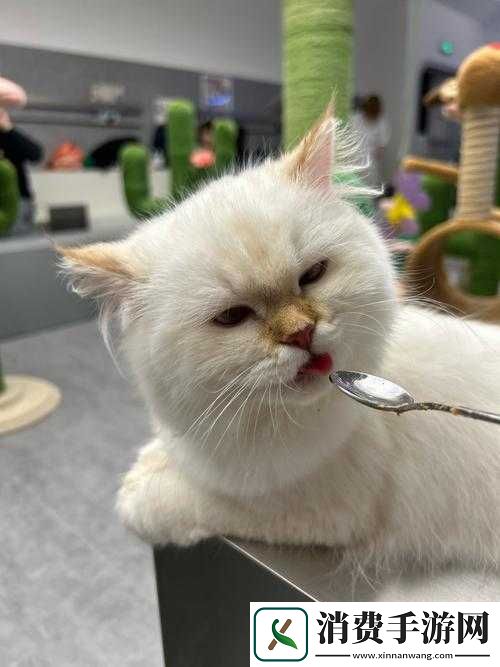 天天星连萌宠物大全