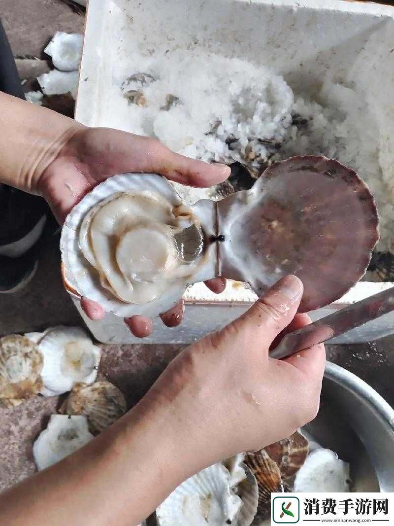 这是我的小扇贝到底好不好看呢