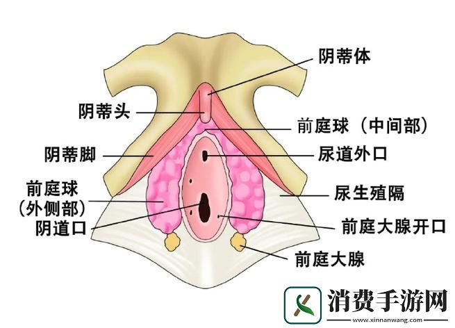 探索“大荫蒂BBBBBB大荫蒂”的奇妙世界