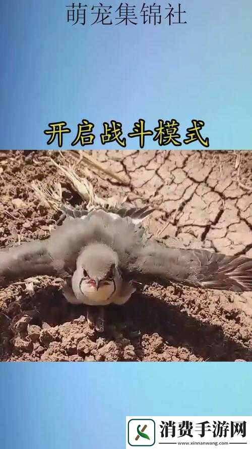 天天逗群英新手攻略