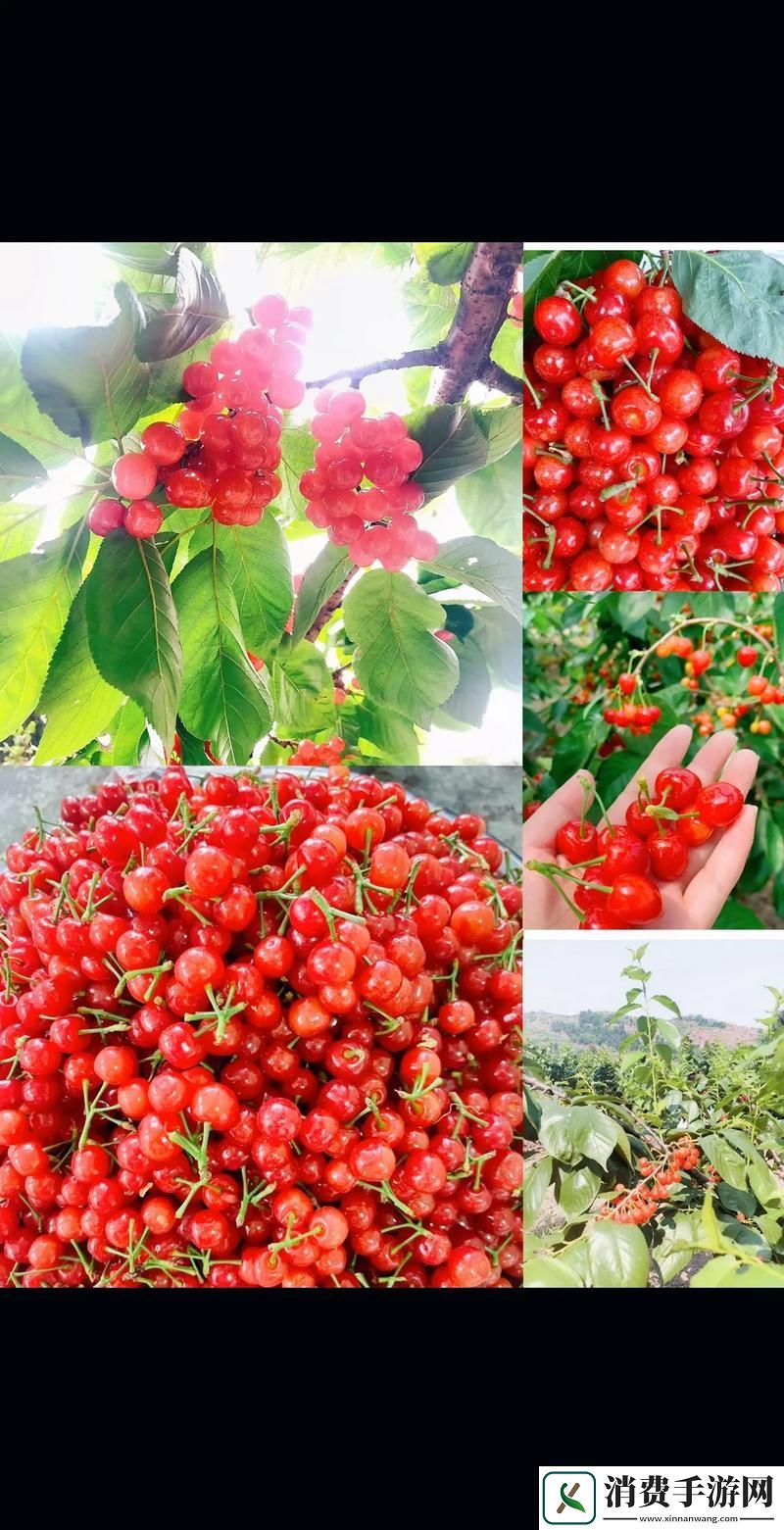 探索“片视频樱桃视频”的魅力与内涵