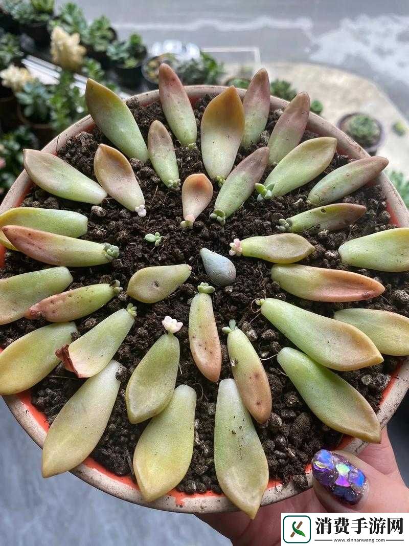 玉缀多肉能叶插