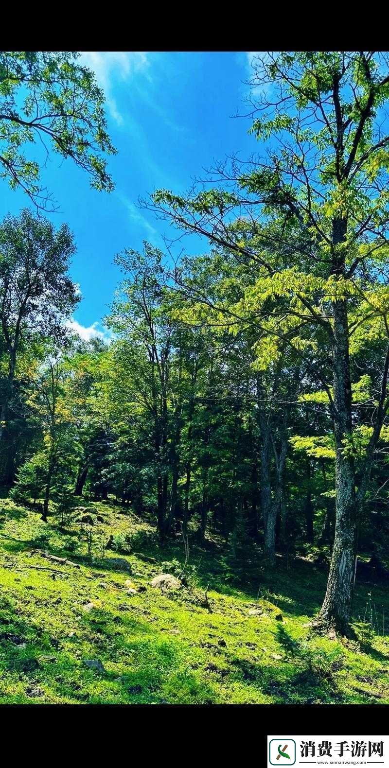 带你领略那片独特的给我看一下你的森林