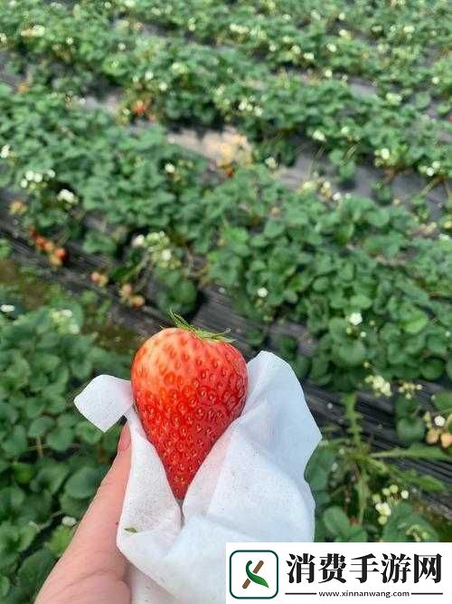 探索草莓视频在线