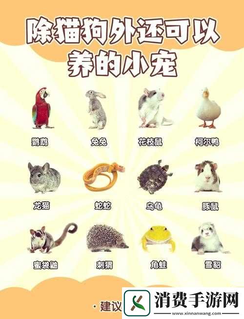 萌宠学园深度解析