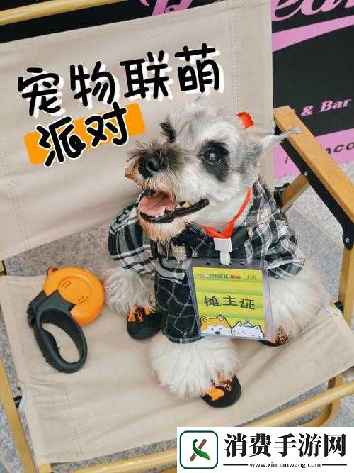 宠物联萌新手玩家必备