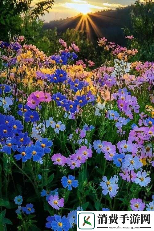 野花日本大全免费