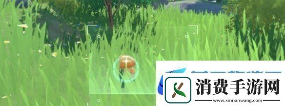 说说原神带有黄色的采集物在什么地方