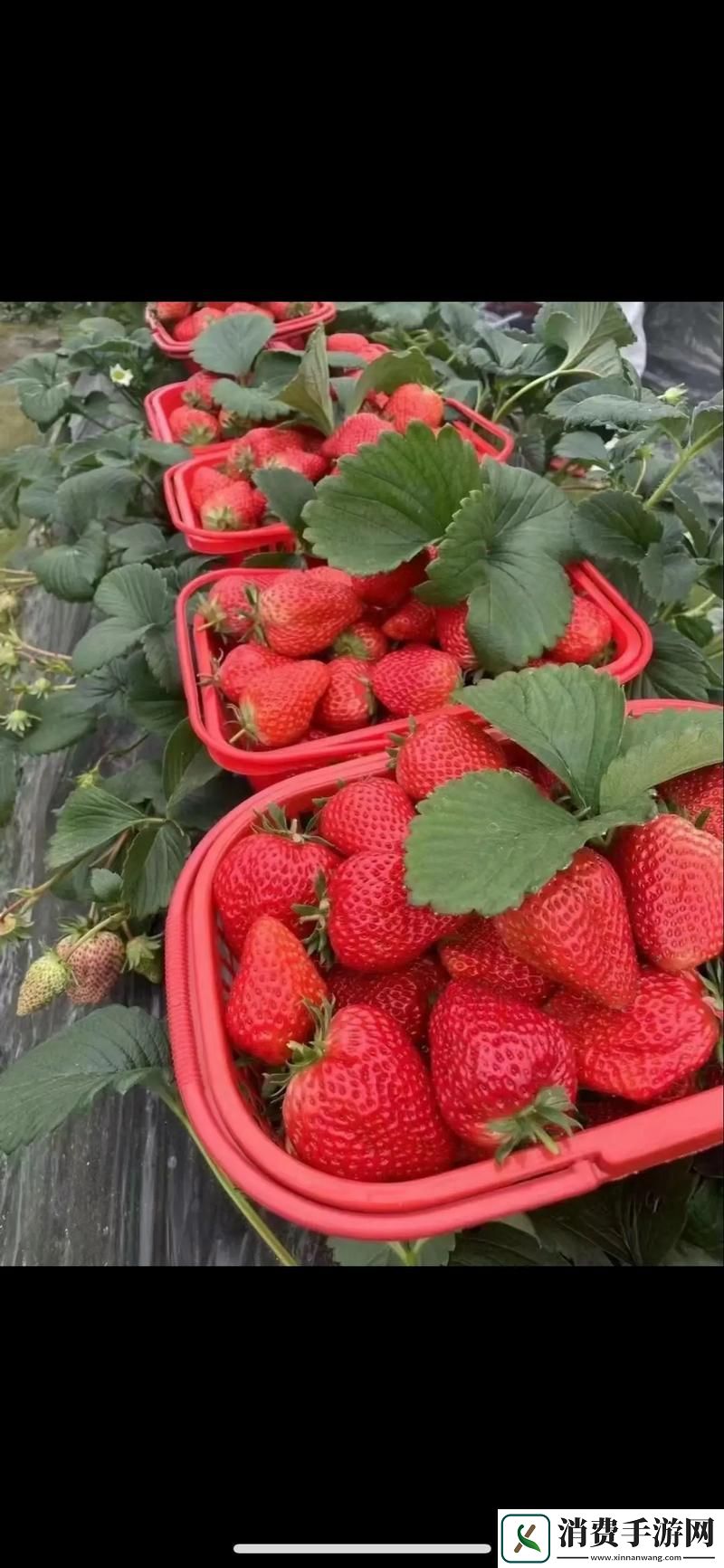 探索草莓视频旧址www在线的文化遗产