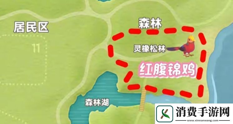 心动小镇新春季第3周4只鸟位置