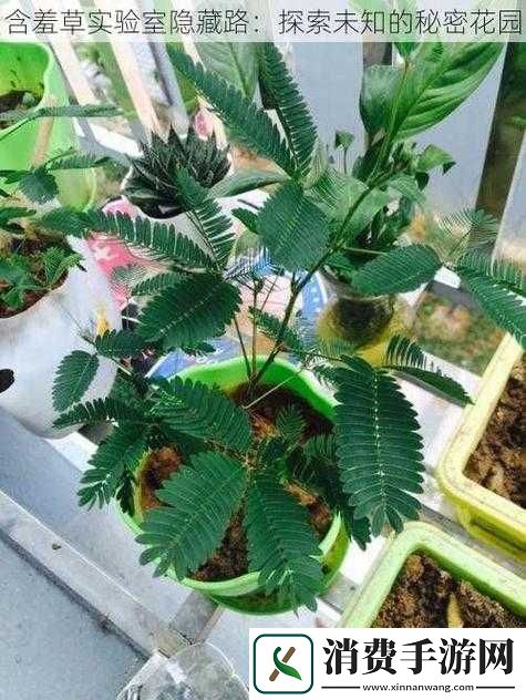 含羞草实验室隐藏路线究竟是什么